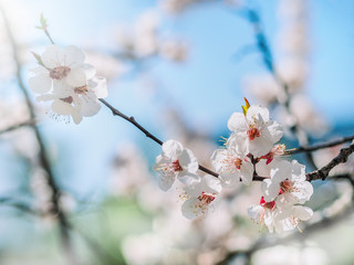 Tenderness watercolor background. Blooming tree branches with white flowers, blue sky. White sharp and defocused flowers blooming tree. Beautiful springtime.