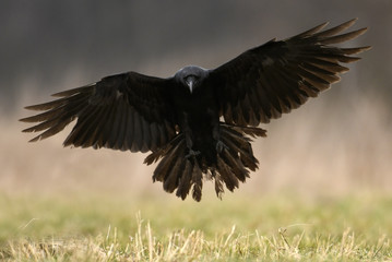 Common raven (Corvus corax)