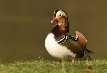 Mandarin duck male (Aix galericulata)