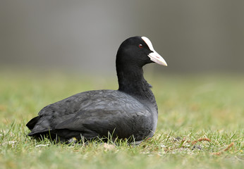 Eurasian coot (Fulica atra)