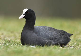 Eurasian coot (Fulica atra)