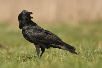 Common raven (Corvus corax)