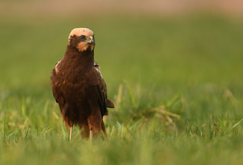 Marsh harrier (Circus aeruginosus)