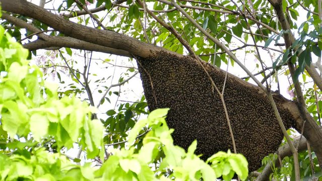  Honeycomb of Apis dorsata bee on high tree.