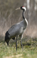 Obraz premium Common crane (Grus grus)