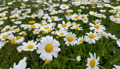 Daisy field