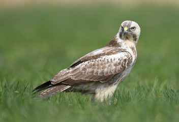 Common buzzard (Buteo buteo)
