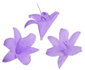 Fototapeta na wymiar set of three lilac lily blooms on white