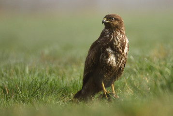 Common buzzard (Buteo buteo)
