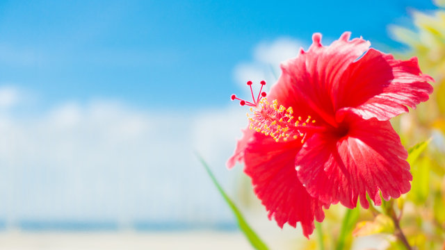 沖縄 の画像 1 1 件の Stock 写真 ベクターおよびビデオ Adobe Stock