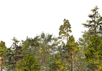 green wood of coniferous trees isolated on white