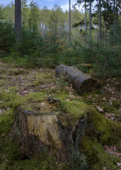 Abgesägter Baum im Wald.