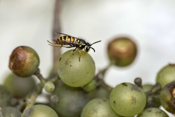 Traube mit Wespe