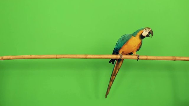 parrot on a green background RIR projection