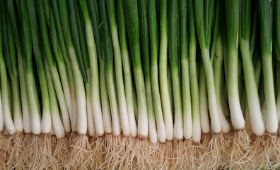 green fresh onion