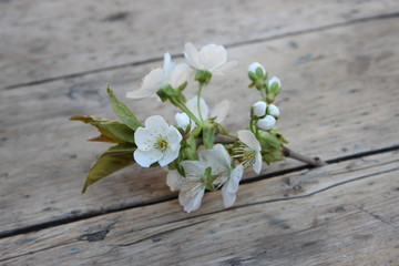 Fototapeta na wymiar Cherry flowers on branch
