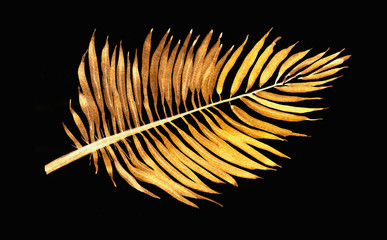 Gold Palm leaf, Illustration,  Nature Sketch