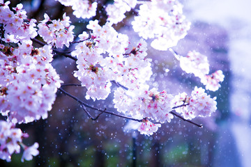 Cherry blossoms in the rain