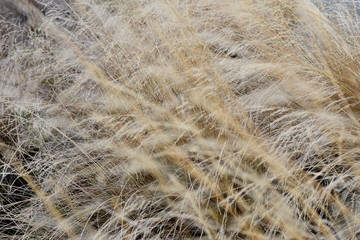 Golden grass texture. Image of dry grass closeup. Texture hay closeup in color. Fodder for livestock. Light passes through the green blades of grass swaying in the wind. © katacarix