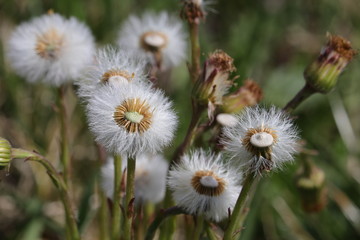 reife Blüten des gewöhnlichen Löwenzahns