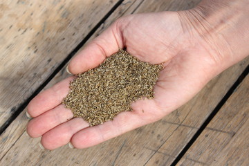 Hand with fennel seeds