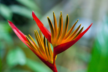 Fototapeta premium Flower Bird of paradise 