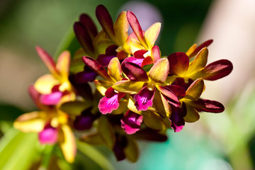 Obraz na płótnie Canvas Colored orchid flowers