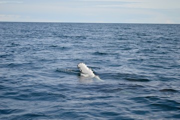 Die Flosse eines Buckelwals an der Küste von Island