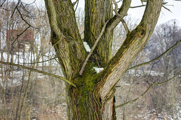 Obraz premium Detail on a tree trunk covered with moss and with snow and forest in the background