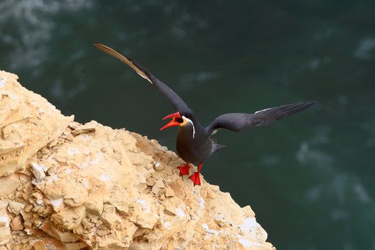 A stern flies on a rock of the marine reserve in the Paracas peninsule in Peru South America