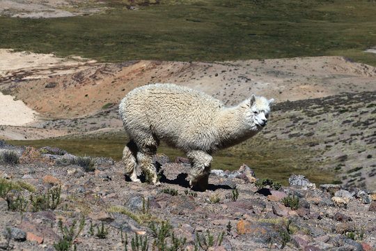 Alpacas, animals that adapt well to the cold of Andes, are bred for their wool and for their meat South America