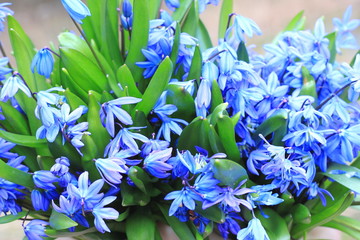 Bouquet of first spring flowers close-up