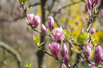 pink Magnolia