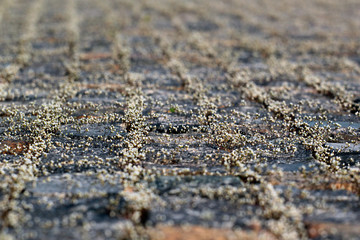 Small white whitlow grass flowers push through the stone pavement. Focus is in the middle