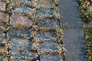 Small white whitlow grass flowers push through the stone pavement. Focus is in the middle