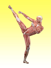 Muscle male anatomy doing martial arts 3D Illustration