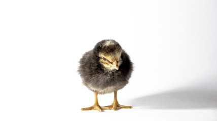 Small black chick isolated on white background.