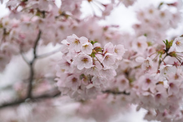 Perfect Sakura Cherry Blossoms in Japan
