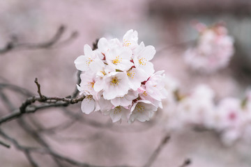 Perfect Sakura Cherry Blossoms in Japan

