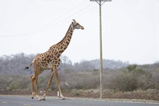 giraffa in strada