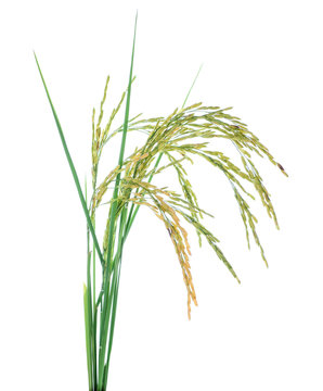 Paddy rice isolated on white background