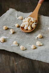 Chickpea sprouts on a wooden spoon over fabric material.
