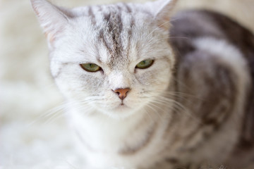 Portrait of britain cat over white background
