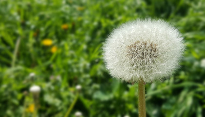 dandelion on grass