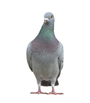 full body of speed racing pigeon bird isolated white background looking to camera