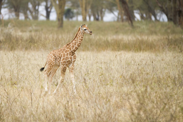 giovane giraffa