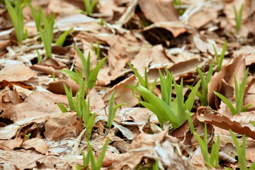 young leaves of Orange Daylily