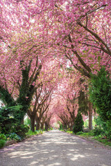 Japanese Cherry trees blossoming in a park