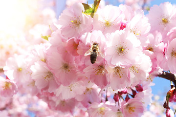 Kirschblüten im Frühling