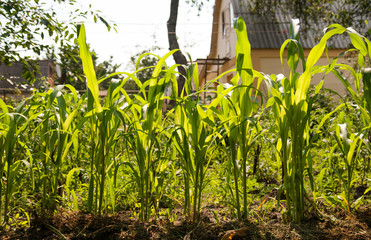 A young green corn plant grows in the field, in sunlight © tanacha